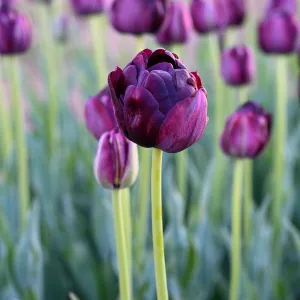 Black Hero Tulip - 25 per bag