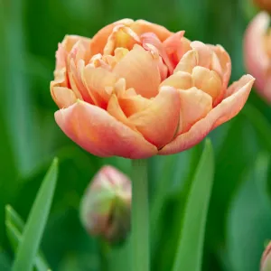 Copper Image - 25 per bag