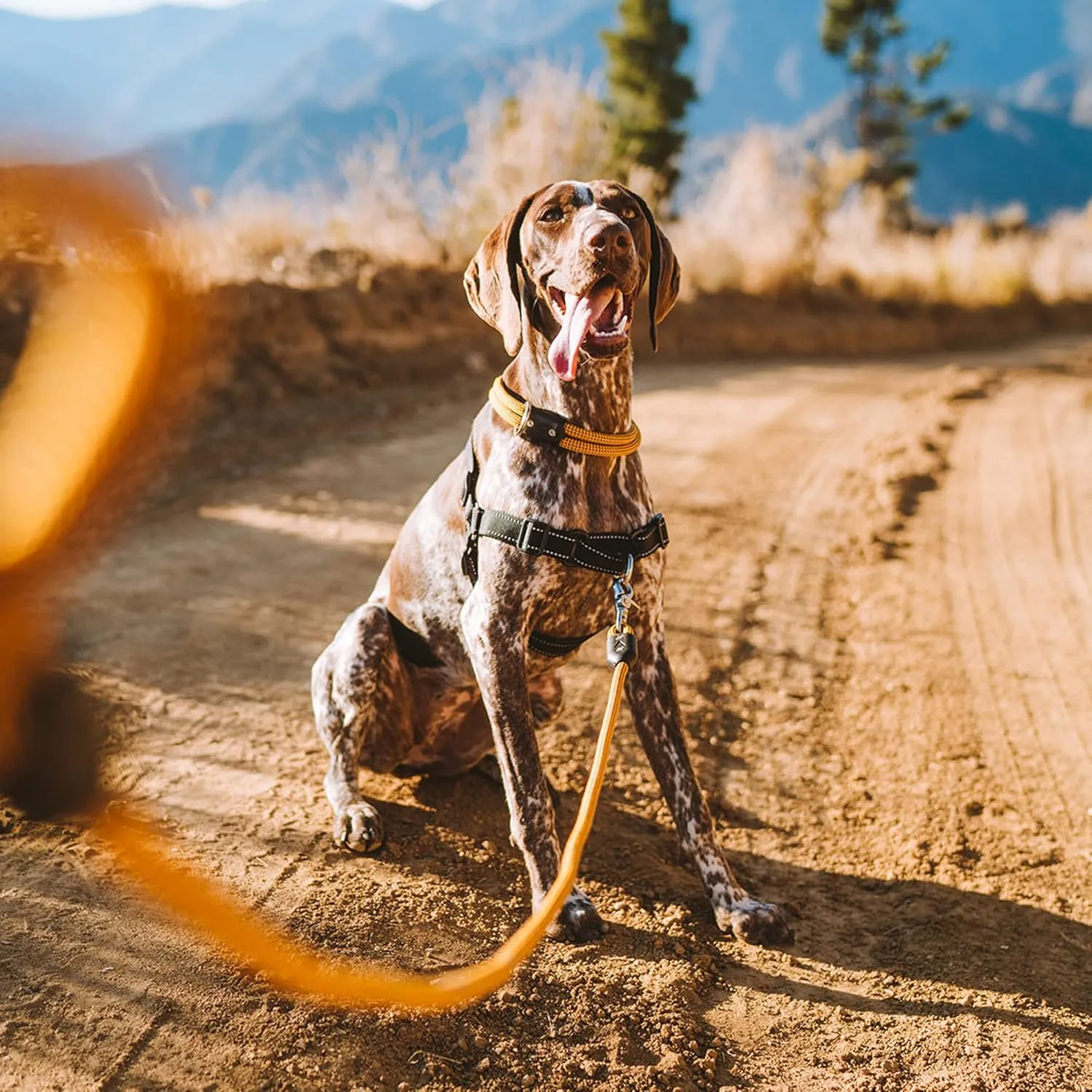 Lifetime Leash by Atlas Pet Company | Ultra Strong Dog Leash Made with Climbing Rope 8FT