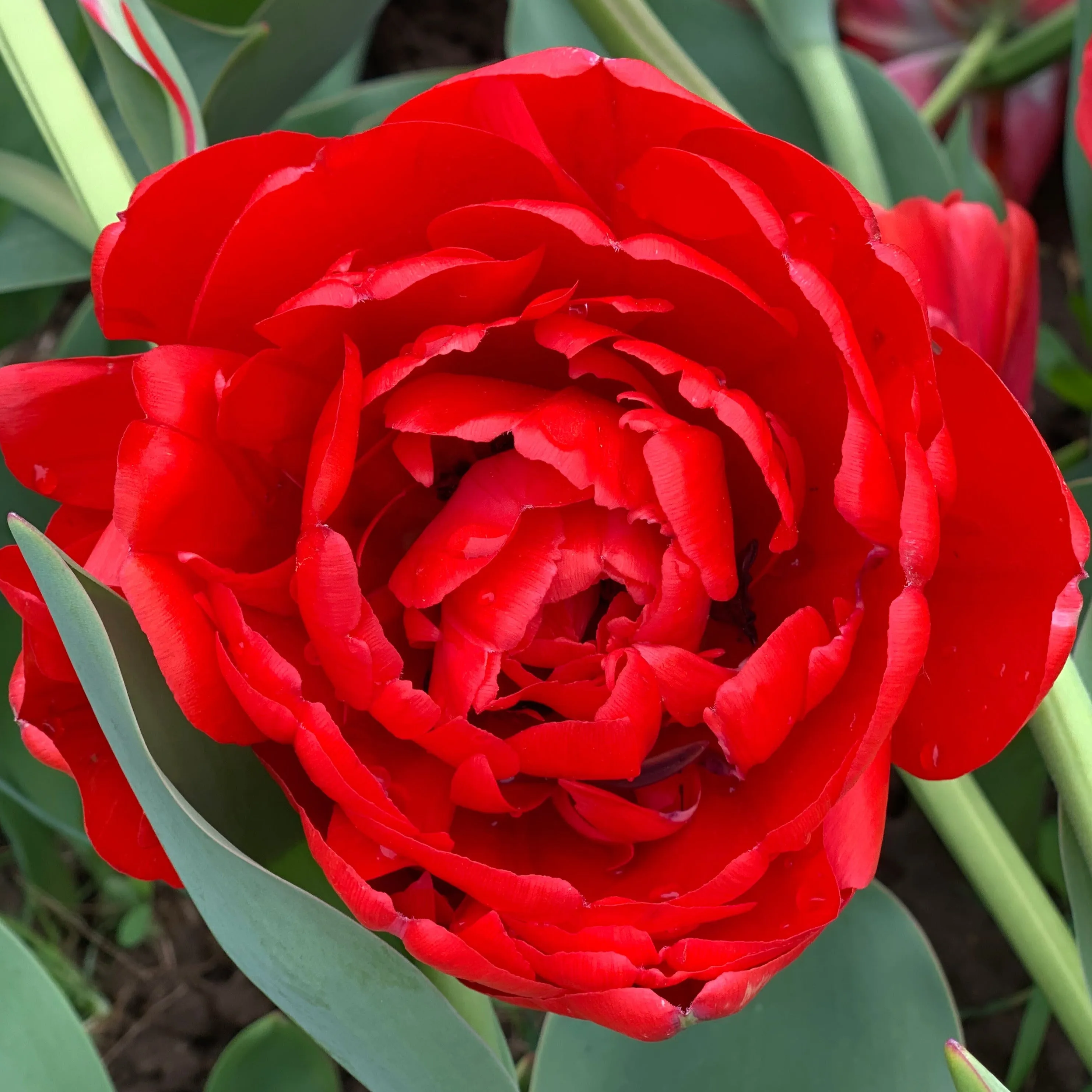 Miranda Tulip - 25 per bag