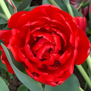 Miranda Tulip - 25 per bag